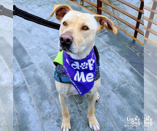 Medium Photo #7 Labrador Retriever-Retriever  Mix Puppy For Sale in Washington, DC, USA
