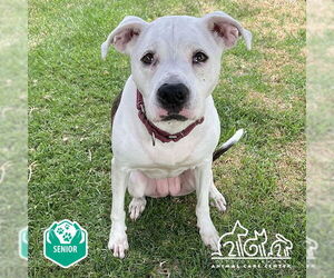 American Pit Bull Terrier-Unknown Mix Dogs for adoption in Irvine, CA, USA