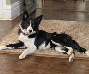 Mother of the Border Collie puppies born on 06/22/2022
