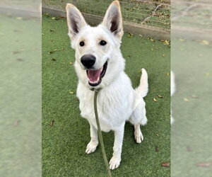 Ghost - Male - Mix Dog for Adoption - Photo #2