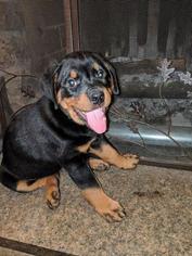 Rottweiler Puppy for sale in NASHUA, NH, USA