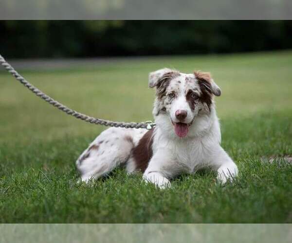 Medium Photo #1 Australian Shepherd Puppy For Sale in ROCKWELL CITY, IA, USA