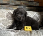 Puppy Red Labrador Retriever