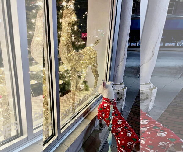 Medium Photo #1 Mutt Puppy For Sale in Williamsburg, IA, USA