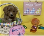 Small Photo #16 English Cream Golden Retriever-Poodle (Standard) Mix Puppy For Sale in DEARBORN, MO, USA
