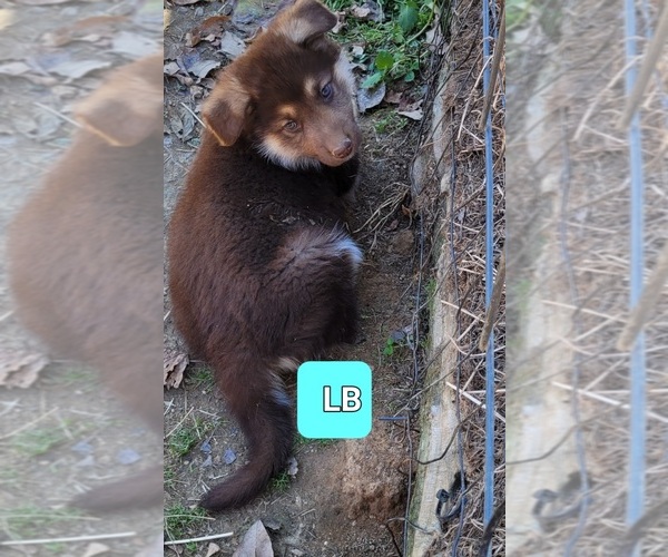 Medium Photo #12 German Shepherd Dog Puppy For Sale in SCOTTSVILLE, KY, USA