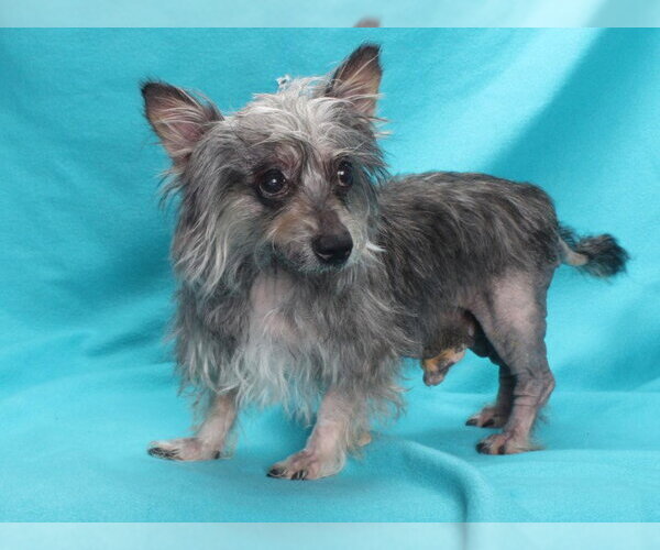 Medium Photo #1 Mutt Puppy For Sale in Burbank, CA, USA