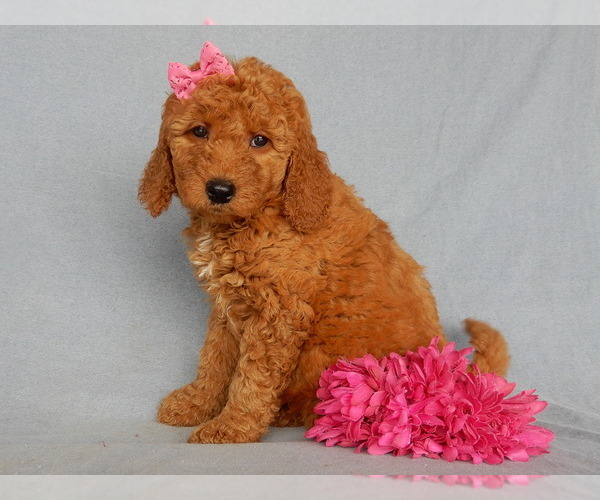 Medium Photo #8 Goldendoodle Puppy For Sale in MILLERSBURG, OH, USA