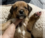 Small Photo #5 Boxweiler Puppy For Sale in CULLMAN, AL, USA