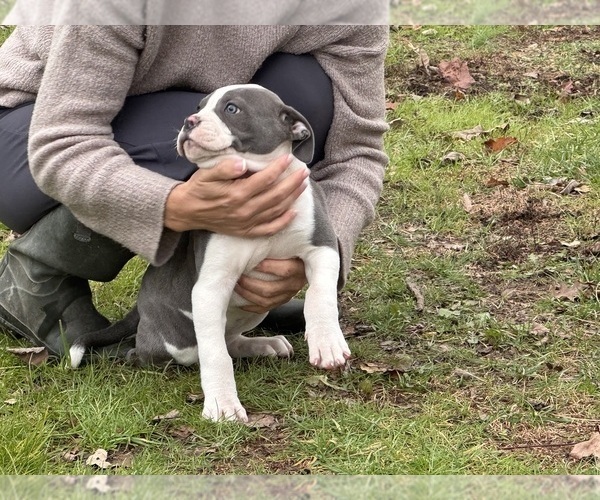Medium Photo #3 American Bulldog Puppy For Sale in COLUMBIA, KY, USA