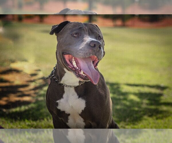 Medium Photo #2 Bulldog-Staffordshire Bull Terrier Mix Puppy For Sale in Chandler, AZ, USA