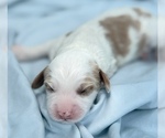 Small Photo #30 Cavapoo Puppy For Sale in PENSACOLA, FL, USA