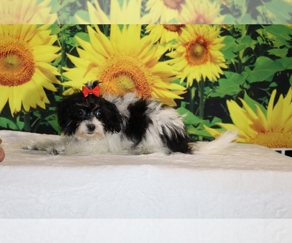 Medium Photo #5 Goldendoodle (Miniature) Puppy For Sale in DYERSBURG, TN, USA