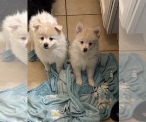 Pomeranian Puppy for sale in CEDAR HILL, TX, USA
