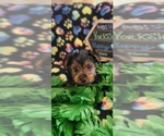 Small #7 Yorkshire Terrier