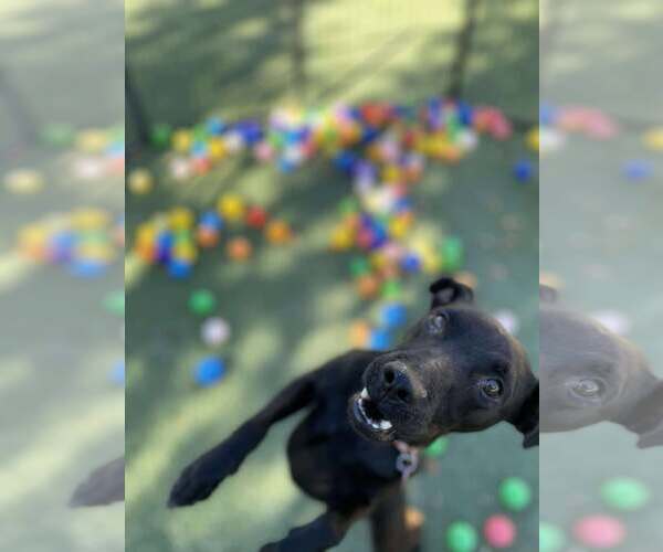 Medium Photo #2 Mutt Puppy For Sale in Tempe , AZ, USA