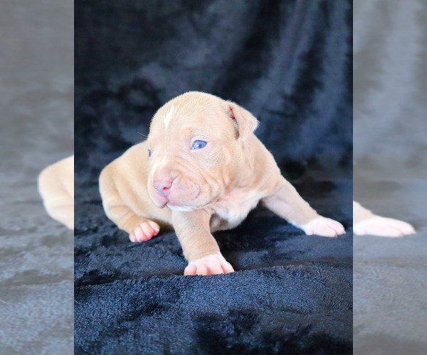 Medium Photo #14 American Bully Puppy For Sale in PALMDALE, CA, USA
