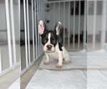 Small Photo #7 French Bulldog Puppy For Sale in VILLA PARK, IL, USA