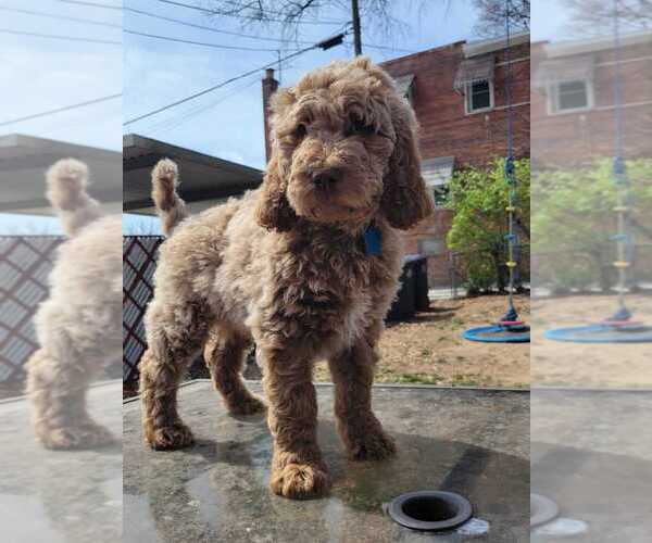 Medium Photo #13 Goldendoodle Puppy For Sale in WASHINGTON, DC, USA
