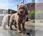 Small Photo #13 Goldendoodle Puppy For Sale in WASHINGTON, DC, USA