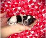 Small Photo #4 Shih Tzu Puppy For Sale in WINNSBORO, LA, USA
