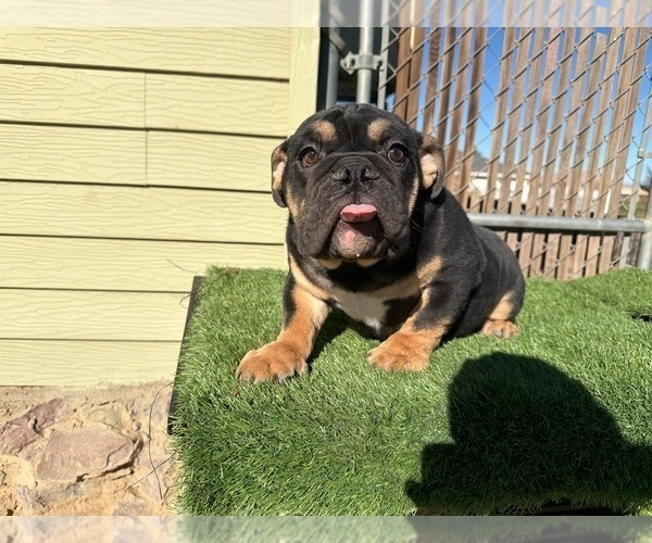 Medium Photo #7 English Bulldog Puppy For Sale in ATLANTA, GA, USA