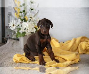 Medium Doberman Pinscher