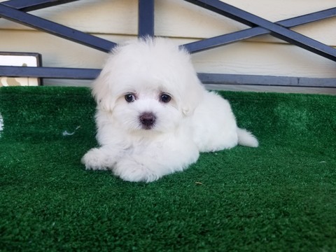 Medium Photo #1 Maltese Puppy For Sale in SANTA CLARITA, CA, USA