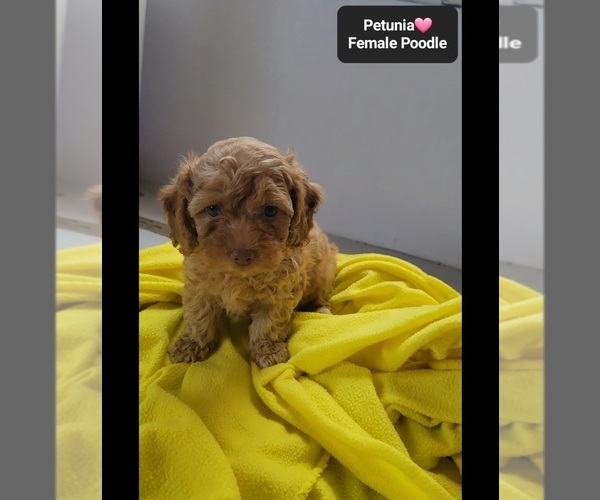 Medium Photo #2 Poodle (Toy) Puppy For Sale in TUCSON, AZ, USA