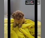 Small #1 Poodle (Toy)