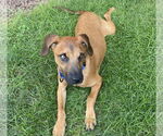 Small #2 Labrador Retriever Mix