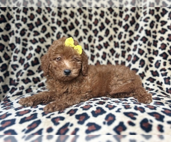 Medium Photo #3 Goldendoodle (Miniature) Puppy For Sale in LAKELAND, FL, USA