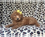 Small #2 Goldendoodle (Miniature)