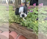 Small #2 Boston Terrier
