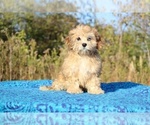 Small #4 ShihPoo