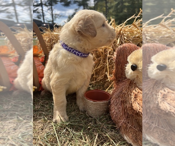 Medium Photo #2 Golden Retriever Puppy For Sale in NEOLA, WV, USA