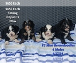 Puppy Males Bernedoodle