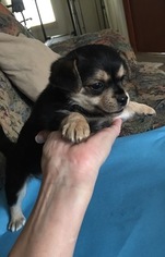 Malchi Puppy for sale in SYLVA, NC, USA