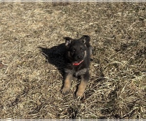Medium German Shepherd Dog
