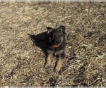 Puppy Red Collar German Shepherd Dog