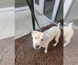 Mutt Dogs for adoption in Hilton Head, SC, USA