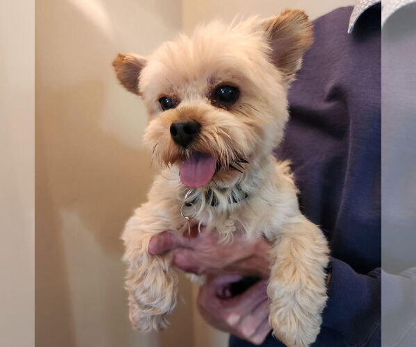 Medium Photo #6 Mutt Puppy For Sale in Fargo, ND, USA