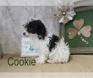 Poodle (Toy) Dog for Adoption in CHANUTE, Kansas USA