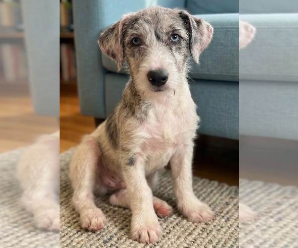 Medium Photo #3 Jack Russell Terrier Puppy For Sale in Grovertown, IN, USA