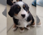 Small Photo #2 Bernese Mountain Dog Puppy For Sale in WATERFORD, MI, USA