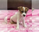 Small Photo #6 Parson Russell Terrier Puppy For Sale in TEMECULA, CA, USA