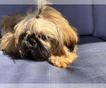 Small #1 Shih Tzu