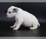 Small #2 American Bully