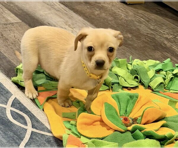 Medium Photo #4 Beagle-Unknown Mix Puppy For Sale in Plainfield, IL, USA