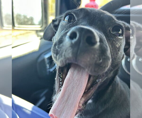 Medium Photo #9 Mutt Puppy For Sale in Mooresville, NC, USA